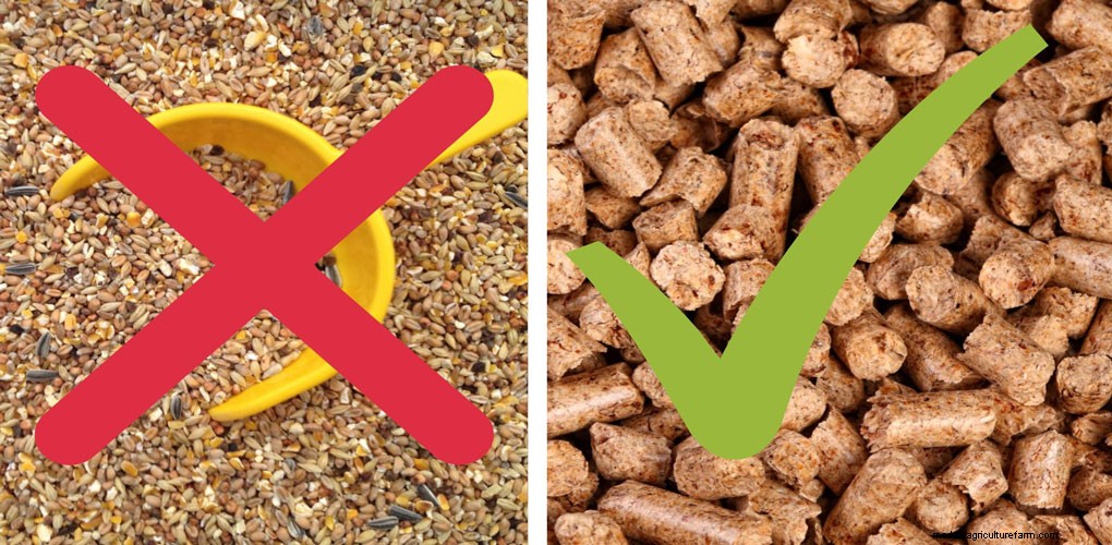 Egg-Binding - Ultimate Guide to problem laying