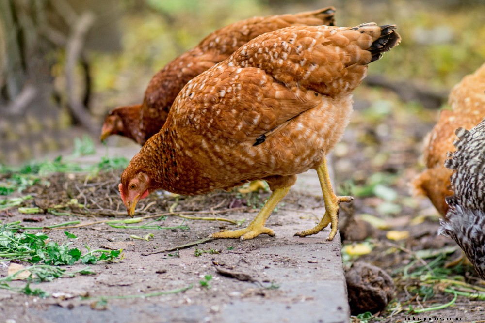 Do chickens need a Vitamin and Mineral Supplement?