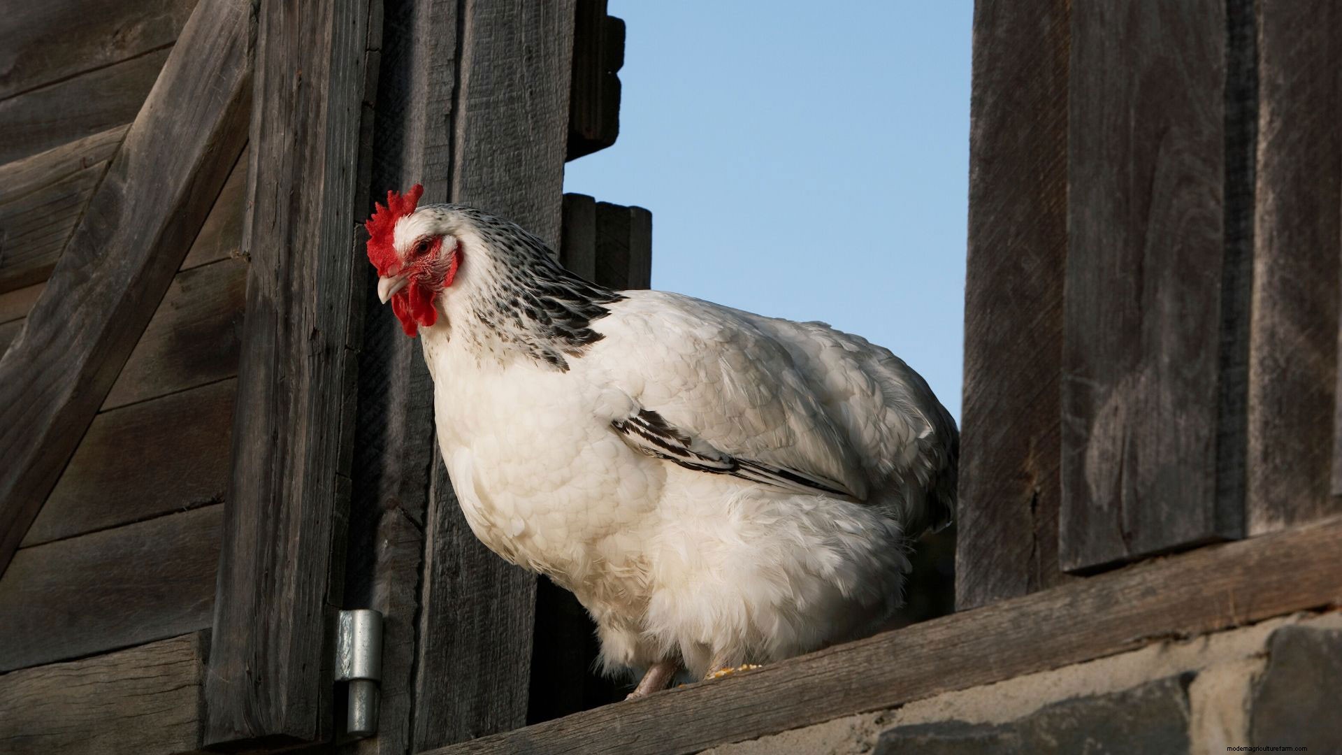 Why your hen is crowing