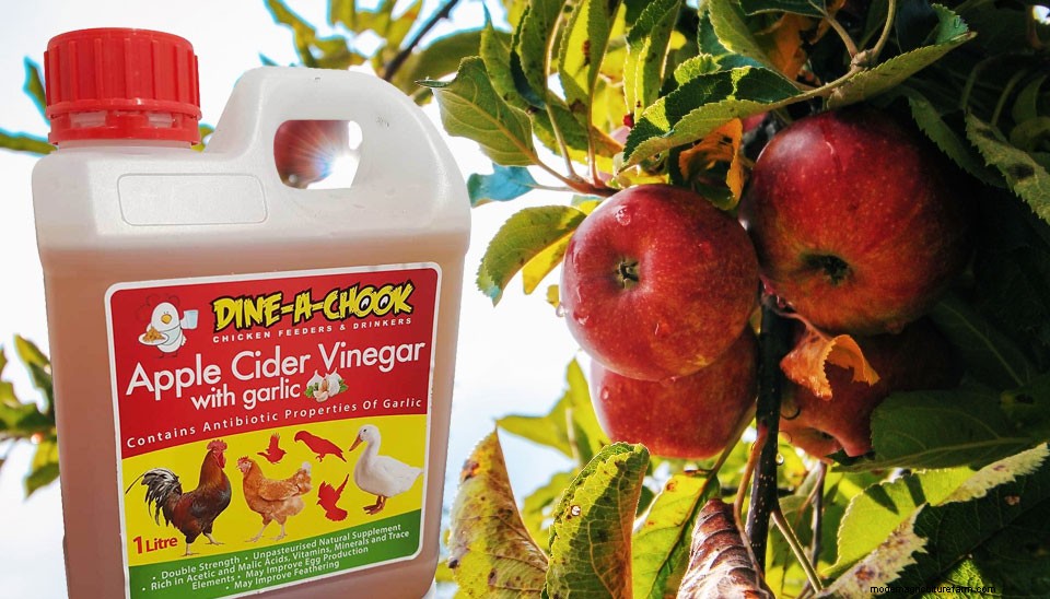 How to control flies in the chicken coop