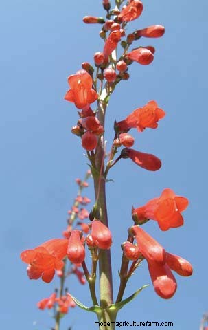 Firecracker Penstemon in the Landscape
