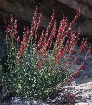 Firecracker Penstemon in the Landscape