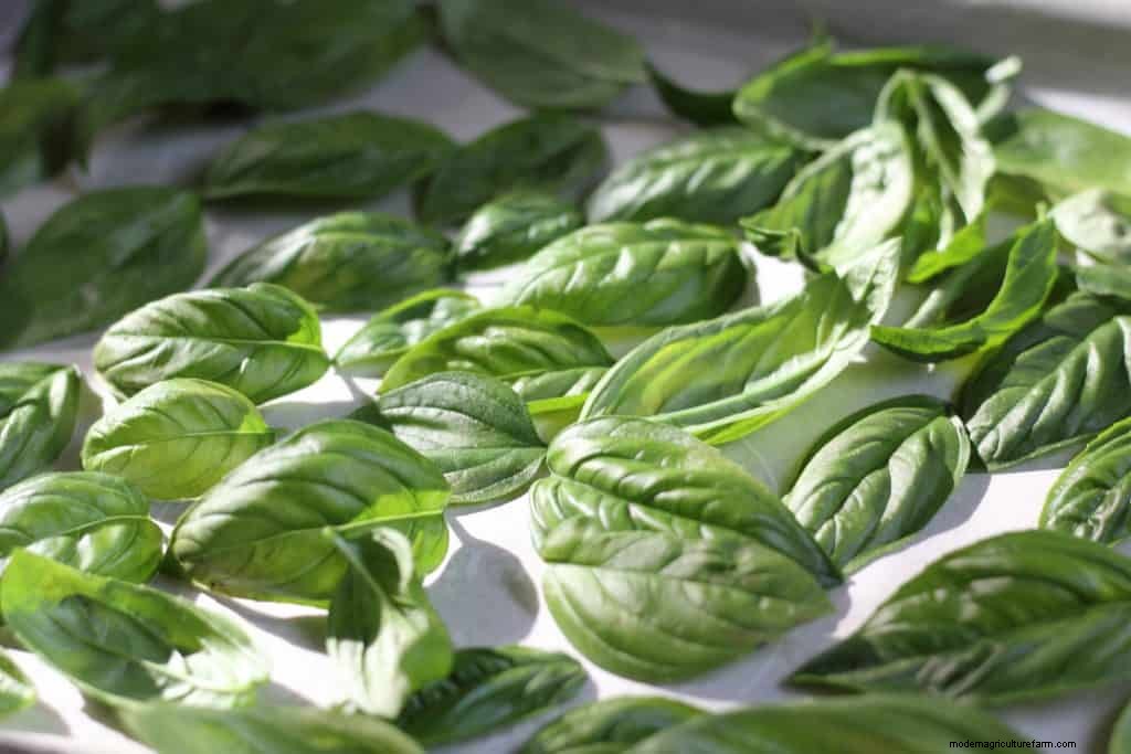 How to Dry Fresh Basil