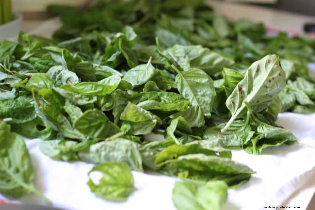 How to Dry Fresh Basil