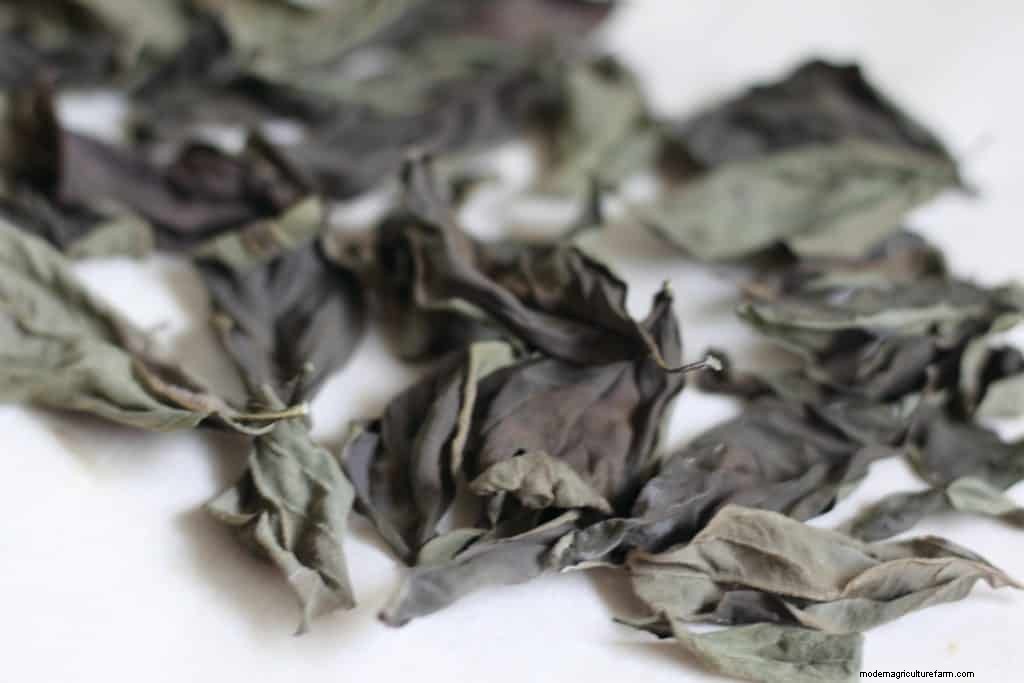 How to Dry Fresh Basil