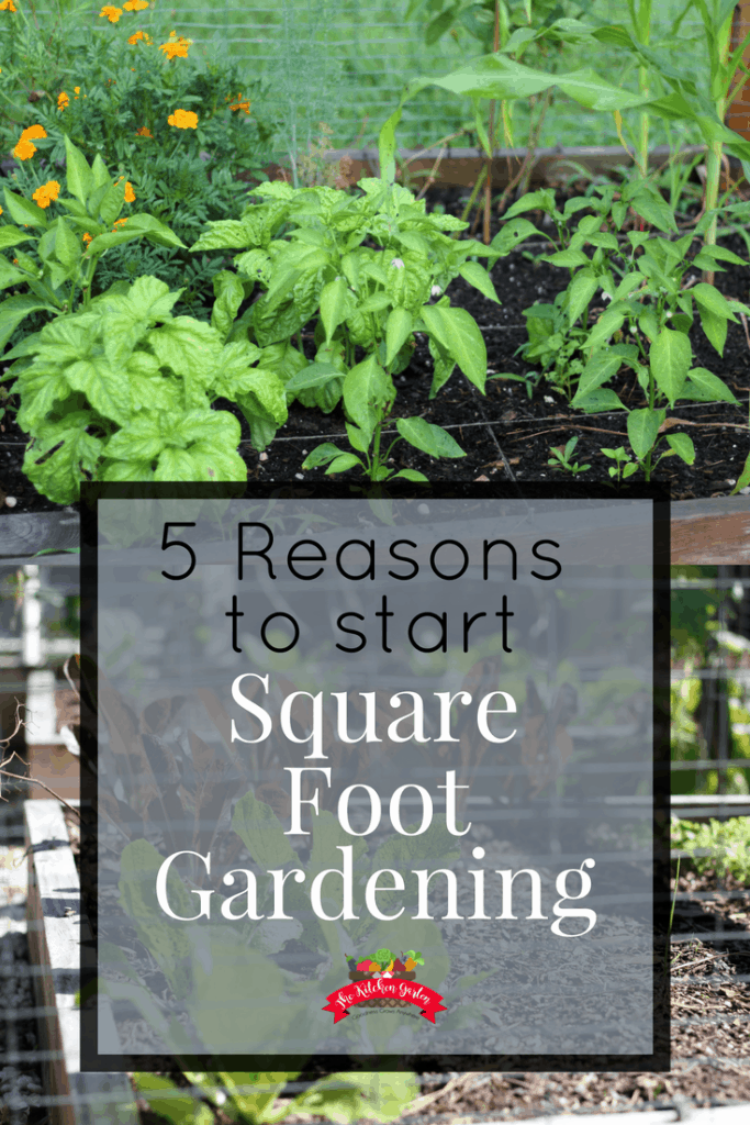 5 Reasons to Start Square Foot Gardening