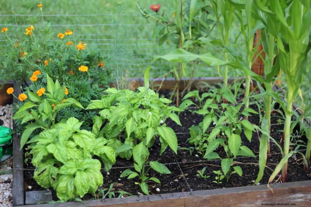 5 Reasons to Start Square Foot Gardening