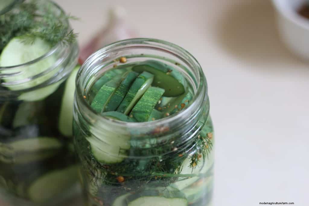 Quick Dill Pickles