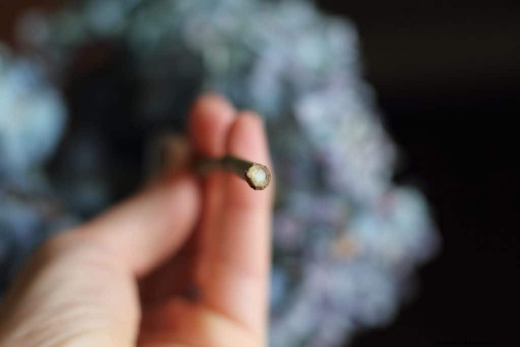 How to Dry Hydrangeas