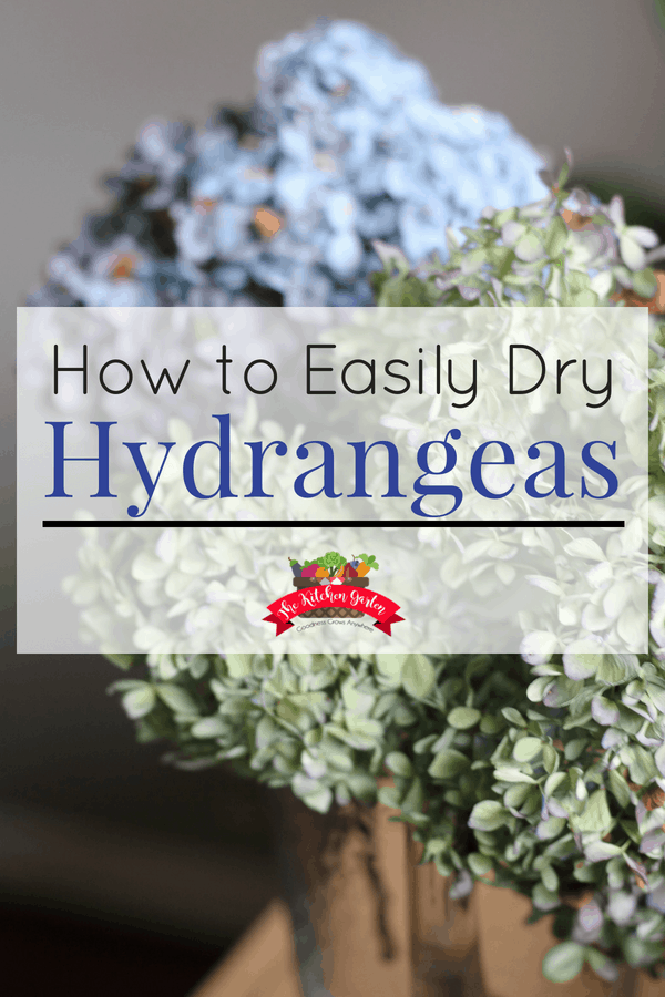 How to Dry Hydrangeas