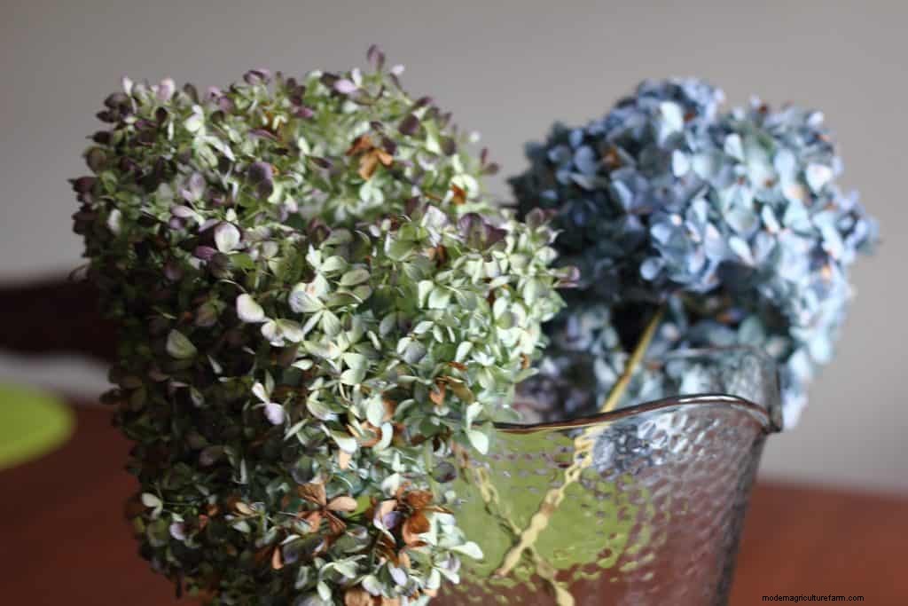 How to Dry Hydrangeas