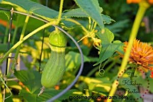 The Best Vegetables for Container Gardening