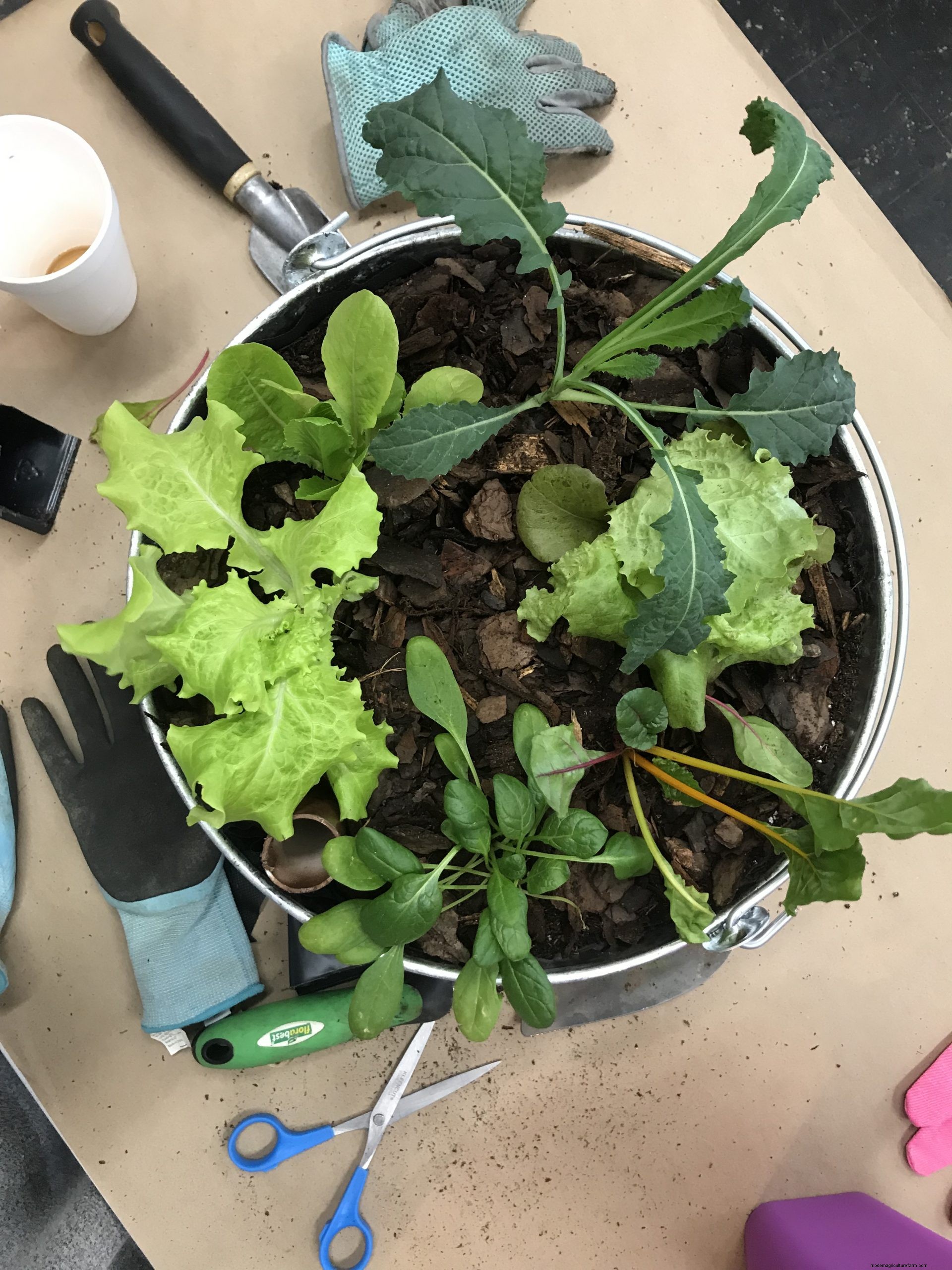 The Best Vegetables for Container Gardening