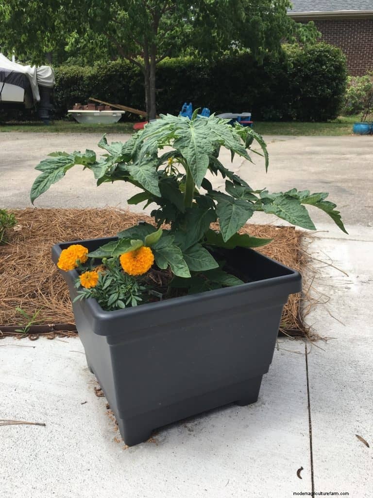 The Best Vegetables for Container Gardening