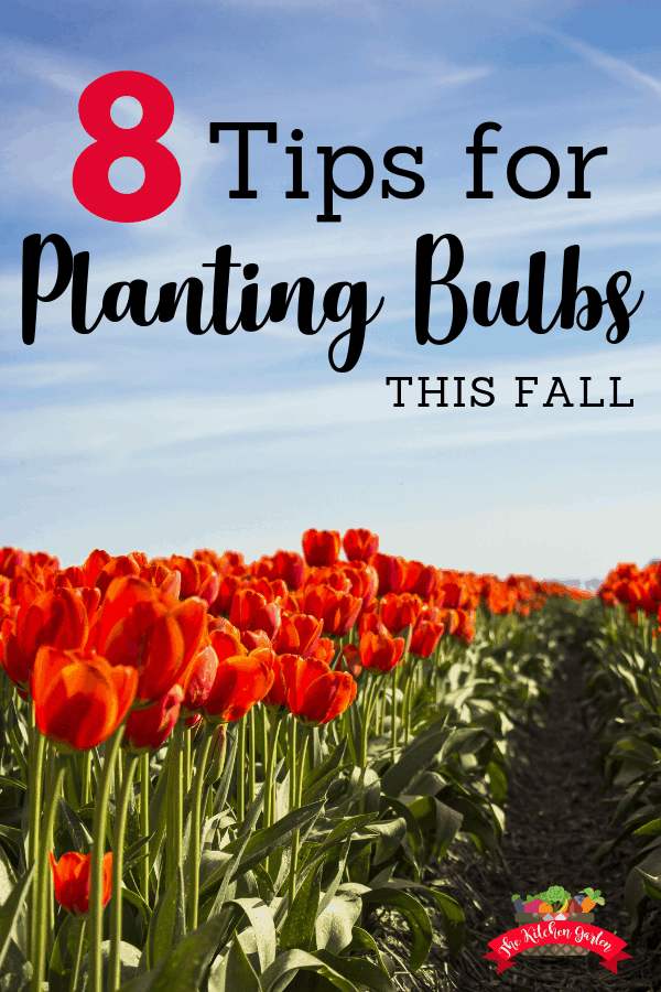 8 Tips for Planting Bulbs in the Fall