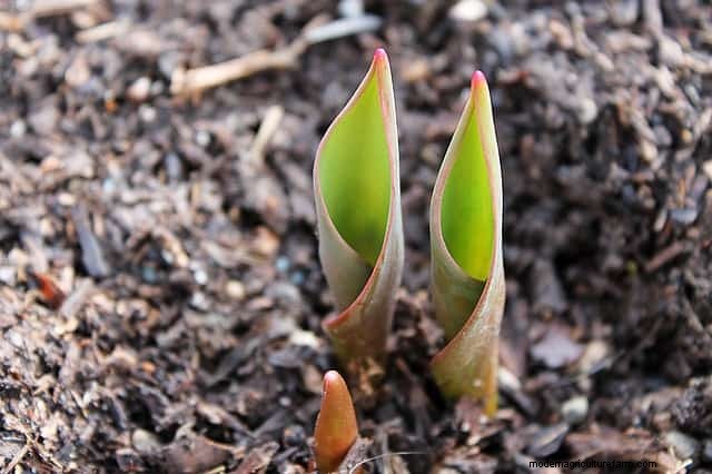 8 Tips for Planting Bulbs in the Fall