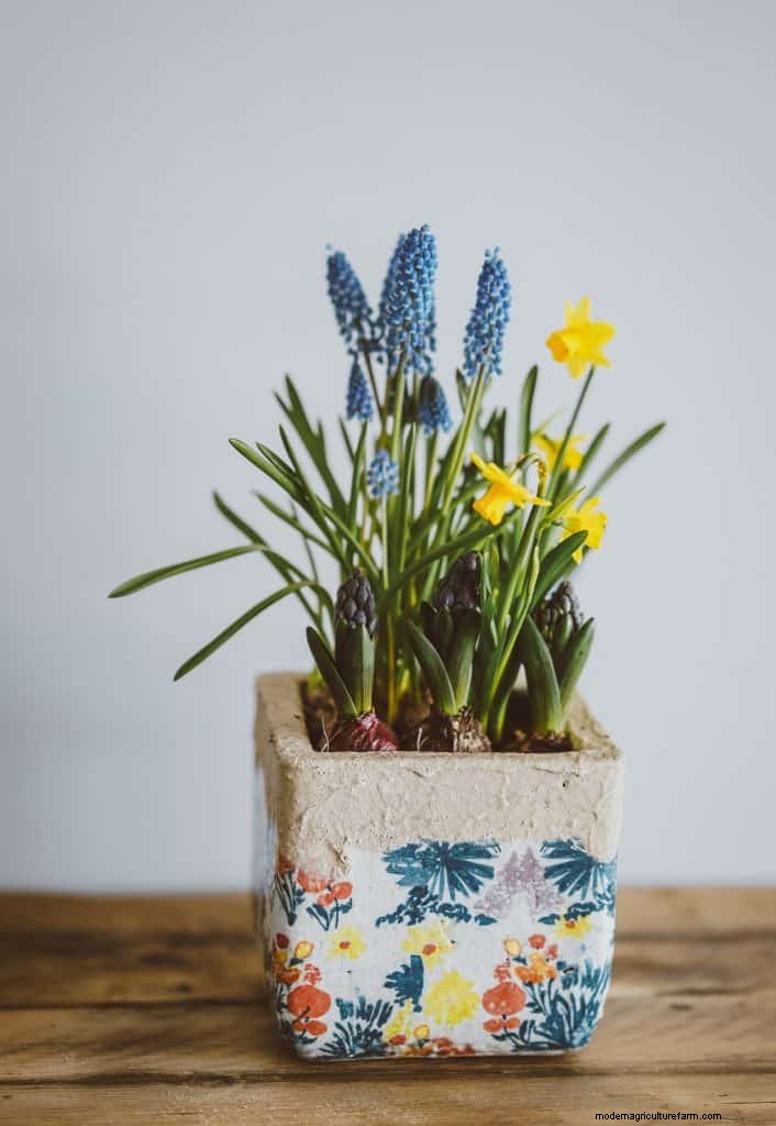 8 Tips for Planting Bulbs in the Fall