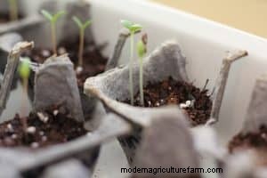 10 Fun Gardening Activities for Kids