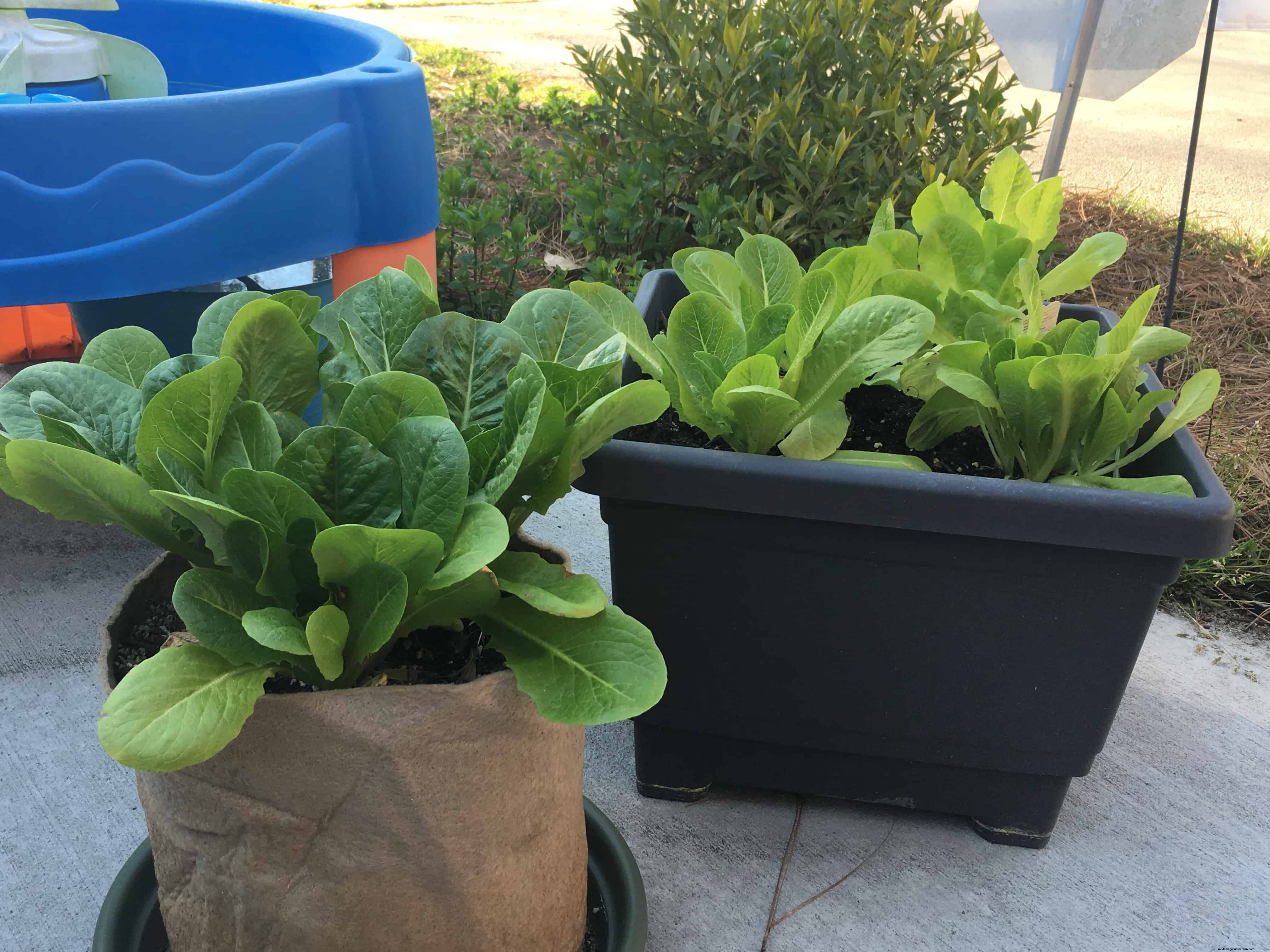 Spiked Soil Kit Review (and a coupon!)