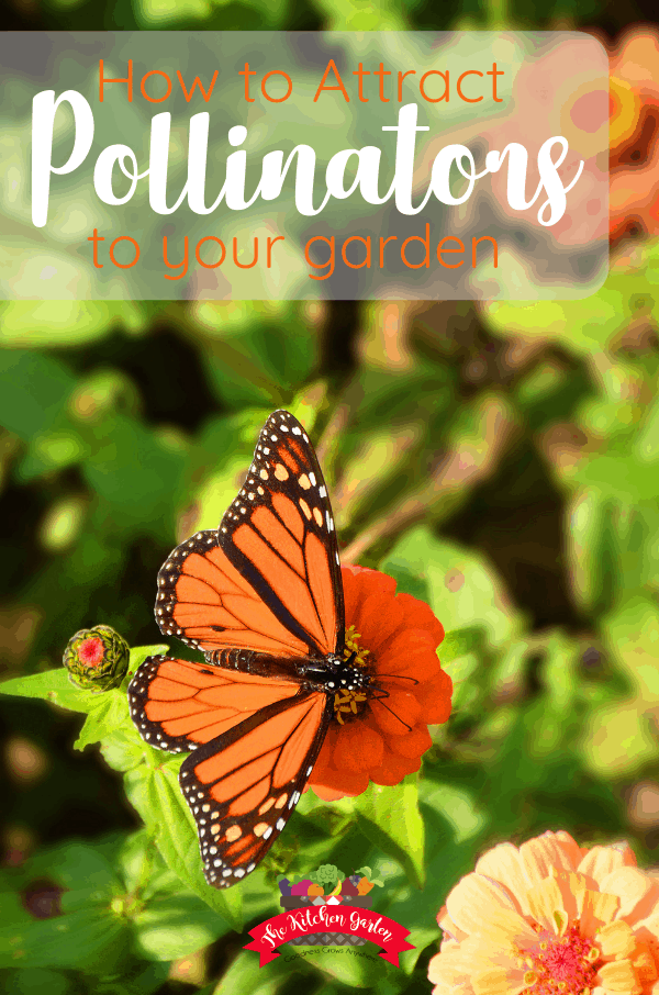 How to Attract Pollinators to the Garden