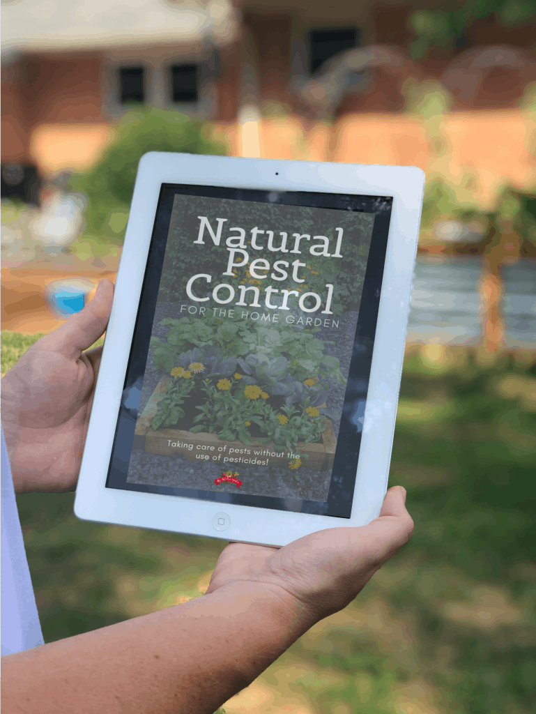 How to Attract Pollinators to the Garden