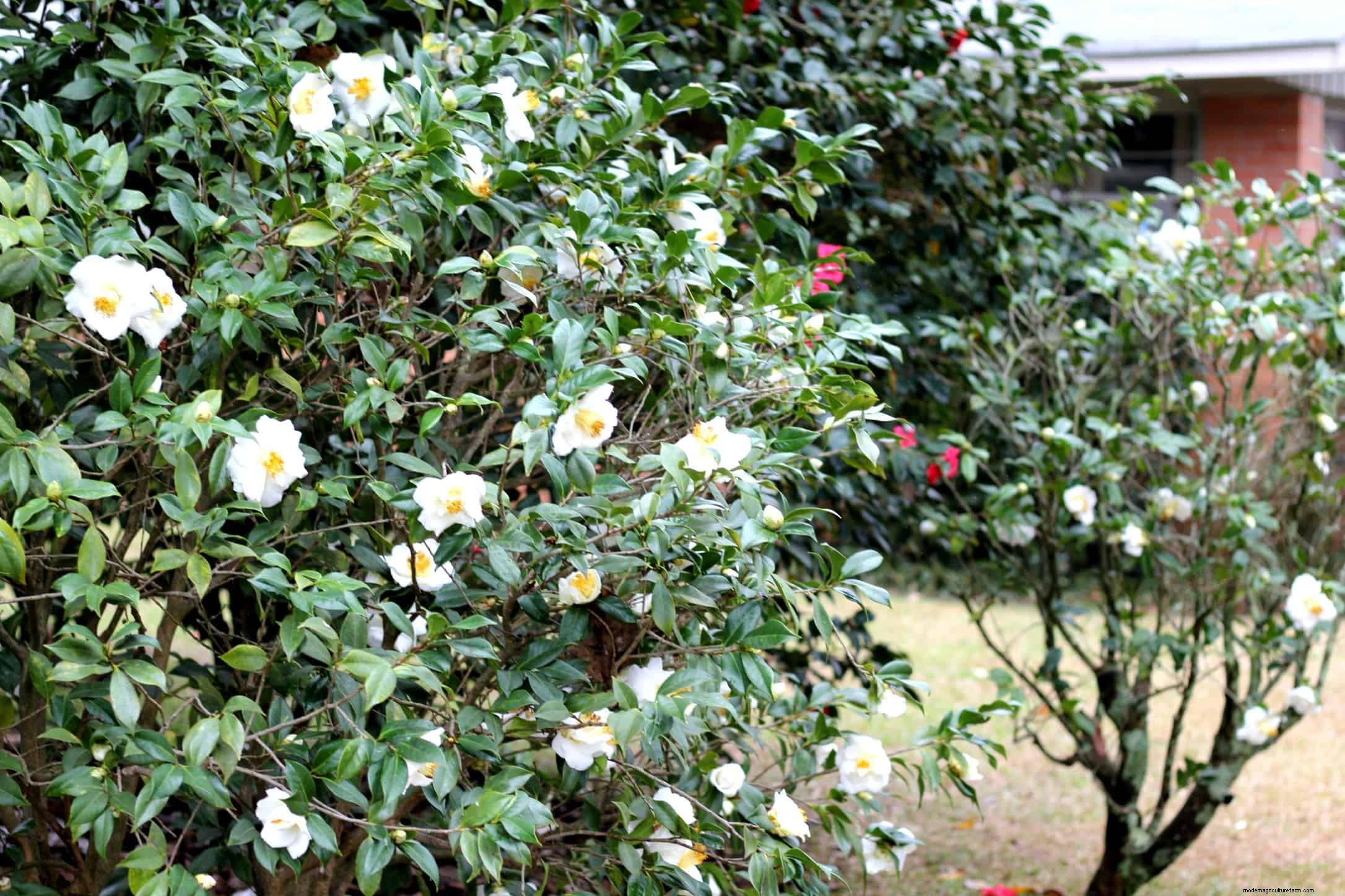 How to Attract Pollinators to the Garden