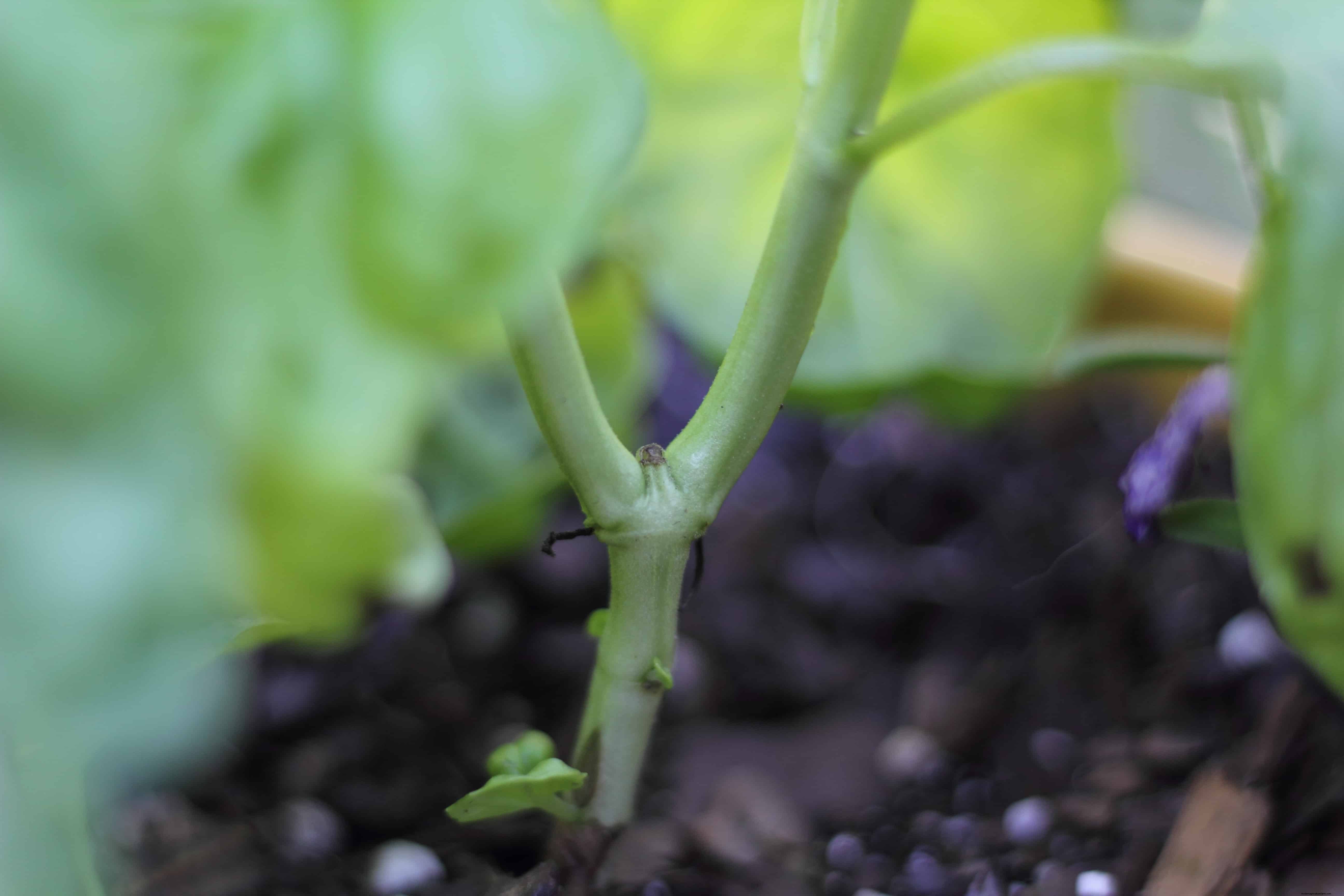 How to Root Basil from Cuttings