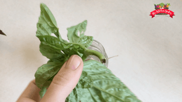 How to Root Basil from Cuttings
