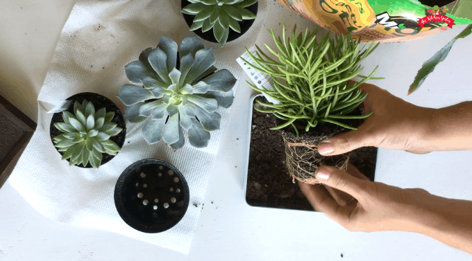 DIY Tin Succulent Planter