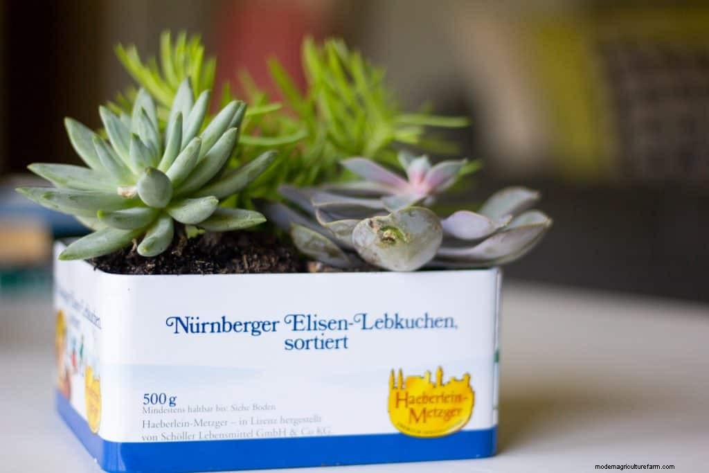 DIY Tin Succulent Planter