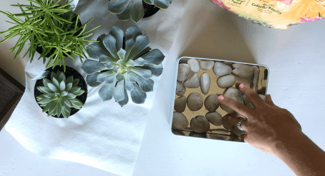 DIY Tin Succulent Planter