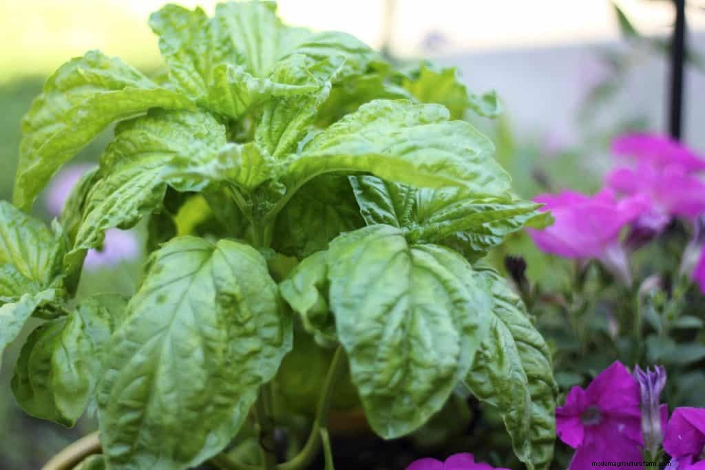Plants that Repel Mosquitoes