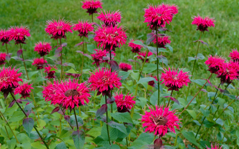 Plants that Repel Mosquitoes