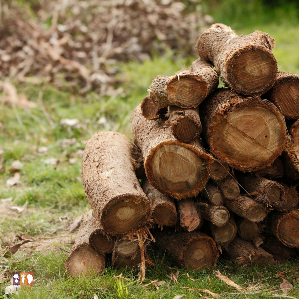 How to Attract Ladybugs to the Garden