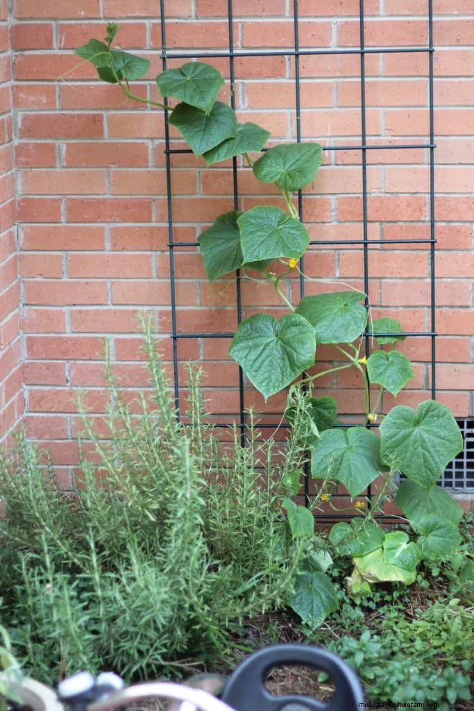 How to Attract Ladybugs to the Garden