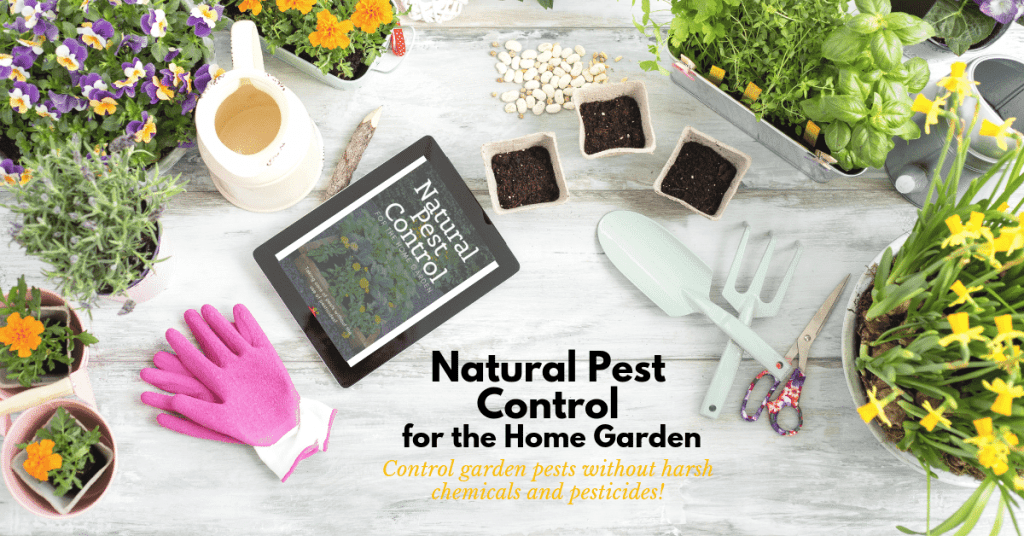 How to Get Rid of Potato Beetles Without Pesticides