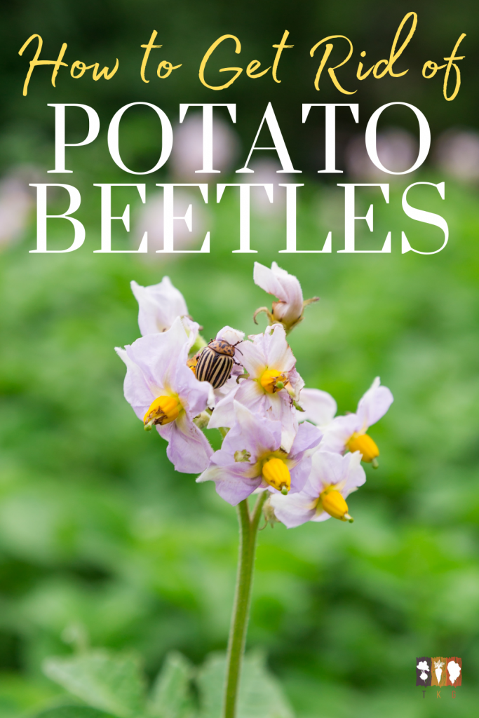 How to Get Rid of Potato Beetles Without Pesticides