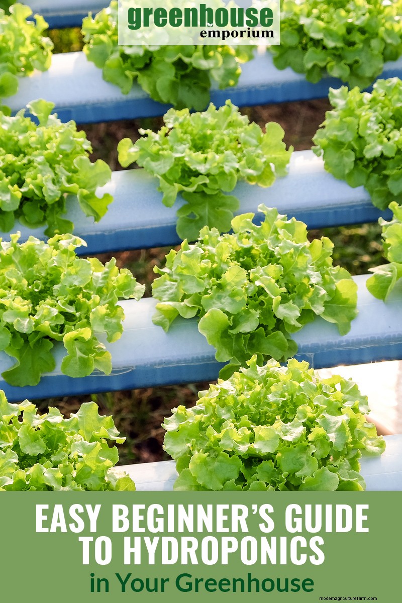 How To Set Up Hydroponics in a Greenhouse