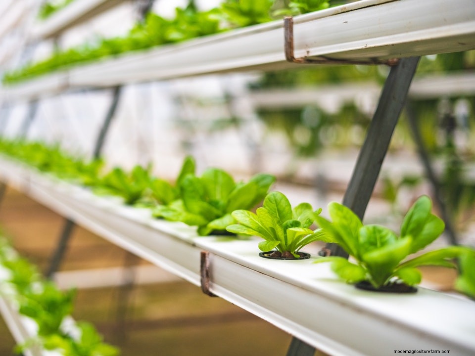 8 Pros & 4 Cons of Using Hydroponics in Greenhouses