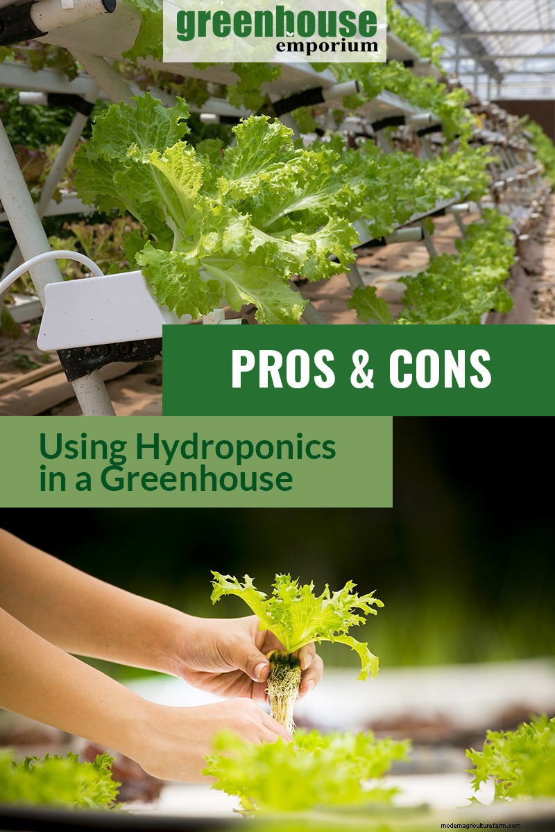 8 Pros & 4 Cons of Using Hydroponics in Greenhouses
