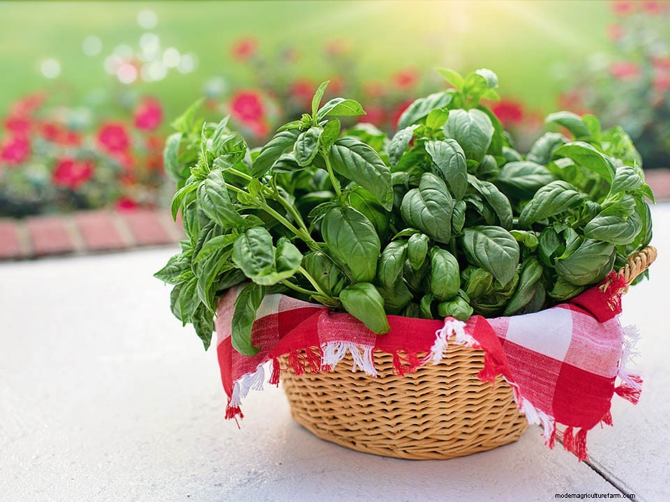 Greenhouse Gardening – How to Grow Basil?
