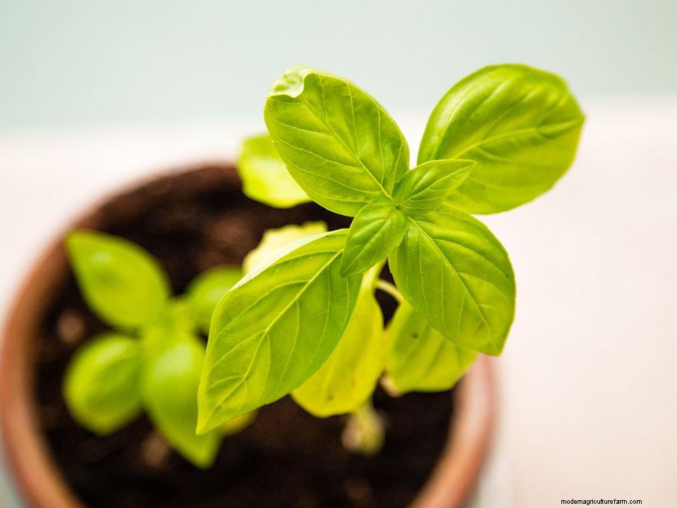 Greenhouse Gardening – How to Grow Basil?