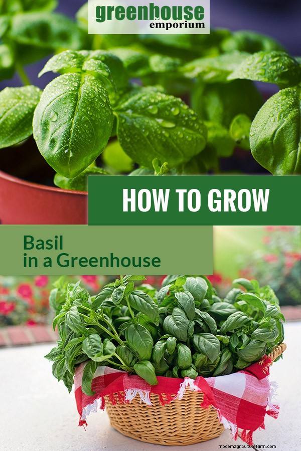 Greenhouse Gardening – How to Grow Basil?