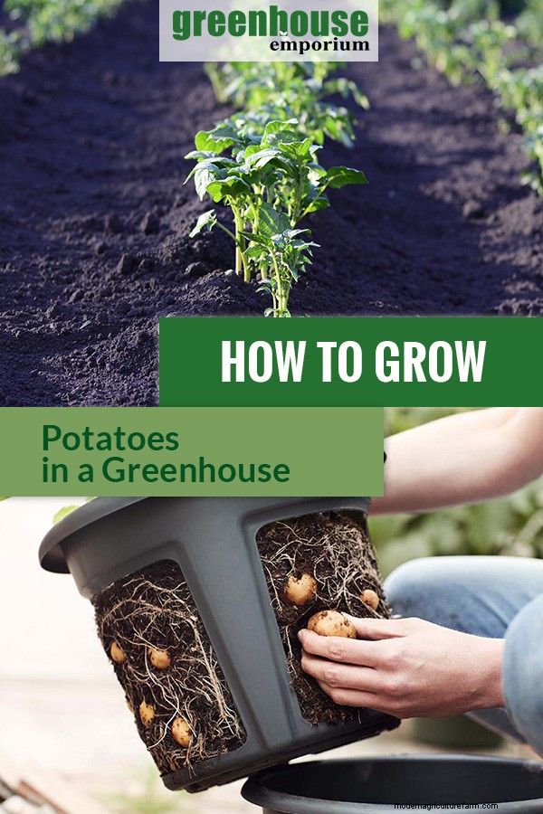 Greenhouse Gardening – How to Grow Potatoes?