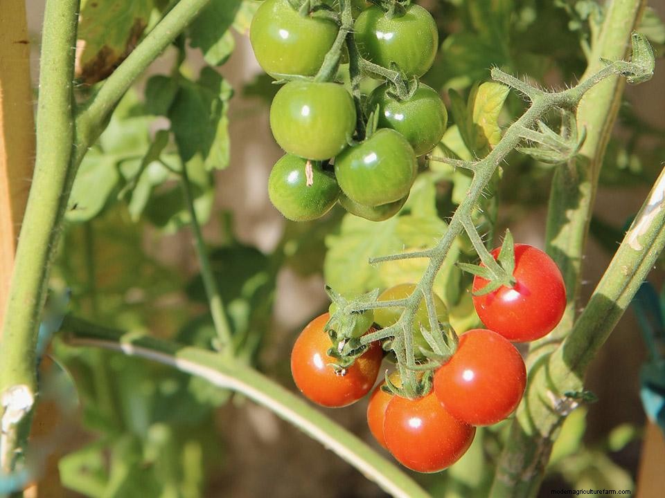 Greenhouse Gardening – How to Grow Tomatoes?