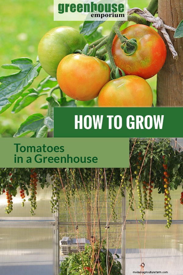 Greenhouse Gardening – How to Grow Tomatoes?