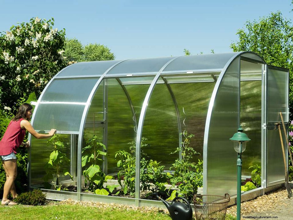 Greenhouse Gardening – How to Grow Tomatoes?