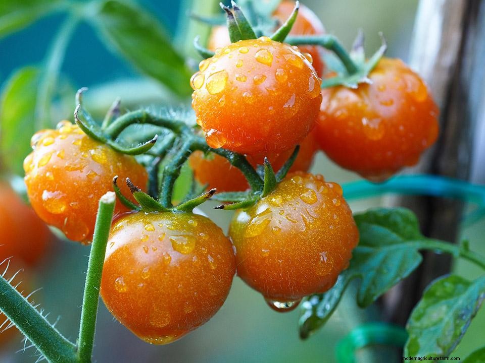 Greenhouse Gardening – How to Grow Tomatoes?