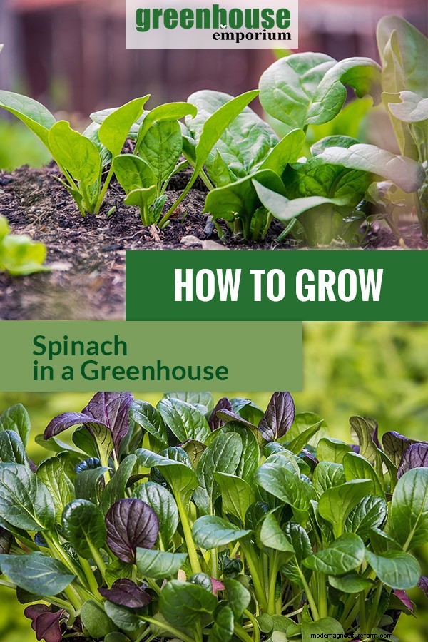 Greenhouse Gardening – How to Grow Spinach?