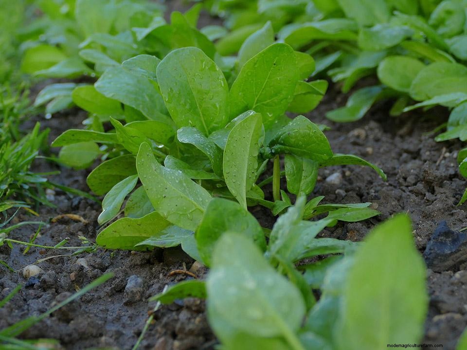 Greenhouse Gardening – How to Grow Spinach?